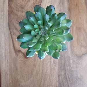 Home decoration plant